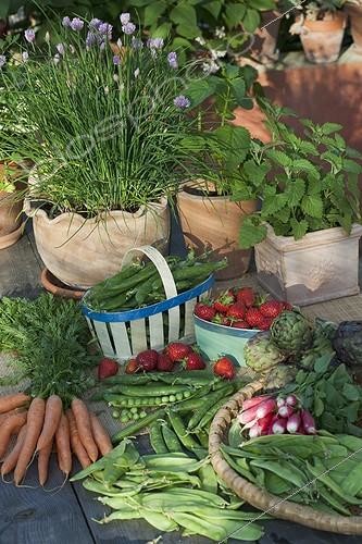Biosphoto | 1362058 | Harvest of fruits and vegetables from garden and herbs | &copy; Philippe Giraud / Biosphoto