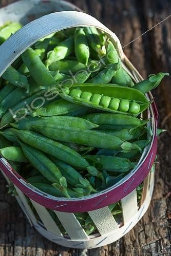 Biosphoto | 1958265 | Harvest of garden peas in a kitchen garden | &copy; Philippe Giraud / Biosphoto