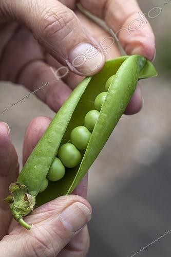 Biosphoto | 1958668 | Harvest of garden peas in a kitchen garden | &copy; Gilles Le Scanff & Joëlle-Caroline Mayer / Biosphoto