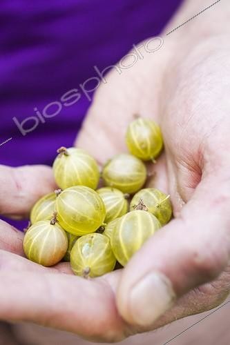 Biosphoto | 2046412 | Harvest of goosberries in a kitchen garden | &copy; Jean-Michel Groult / Biosphoto