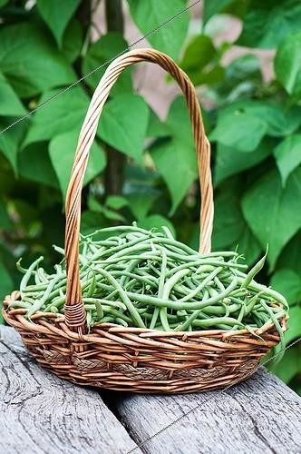 Biosphoto | 2011847 | Harvest of green beans 'Allégria'  in a kitchen garden | &copy; Yann Avril / Biosphoto