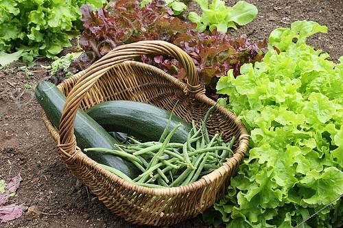 Biosphoto | 2136029 | Harvest of Green beans and Zucchinies in a Family Organic Vegetable Garden, Brittany, France | &copy; Jean Mayet / Biosphoto