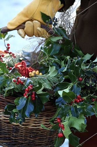 Biosphoto | 1209878 | Harvest of holly in a garden in winter | &copy; Gilles Le Scanff & Joëlle-Caroline Mayer / Biosphoto