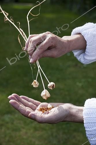 Biosphoto | 1609013 | Harvest of lady tulip 'Cynthia' seeds in a garden | &copy; Gilles Le Scanff & Joëlle-Caroline Mayer / Biosphoto