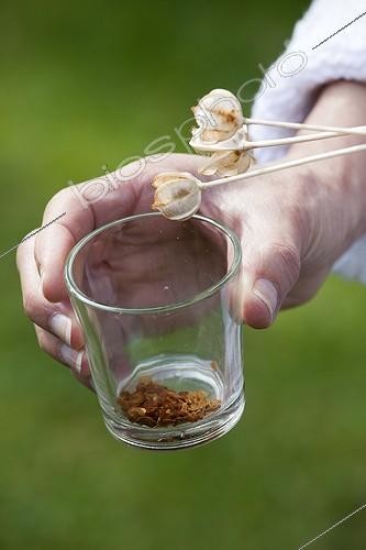Biosphoto | 1609021 | Harvest of lady tulip 'Cynthia' seeds in a garden | &copy; Gilles Le Scanff & Joëlle-Caroline Mayer / Biosphoto