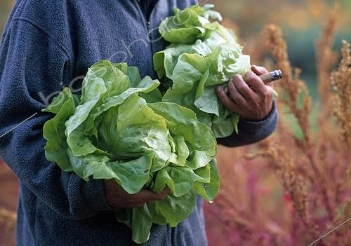 Biosphoto | 1206533 | Harvest of lettuces in a kitchen garden | &copy; Gilles Le Scanff & Joëlle-Caroline Mayer / Biosphoto