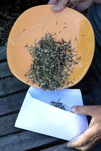 Biosphoto | 1636950 | Harvest of marigold seeds  | &copy; Lamontagne / Biosphoto