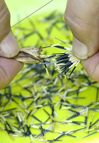 Biosphoto | 1636959 | Harvest of marigold seeds  | &copy; Lamontagne / Biosphoto