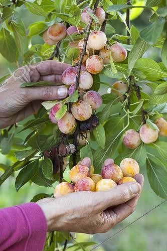 Biosphoto | 1583298 | Harvest of mirabelle plums in a garden | &copy; Gilles Le Scanff & Joëlle-Caroline Mayer / Biosphoto