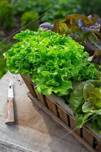 Biosphoto | 2083880 | Harvest of Oak leaf lettuce, Provence, France | &copy; Philippe Giraud / Biosgarden / Biosphoto