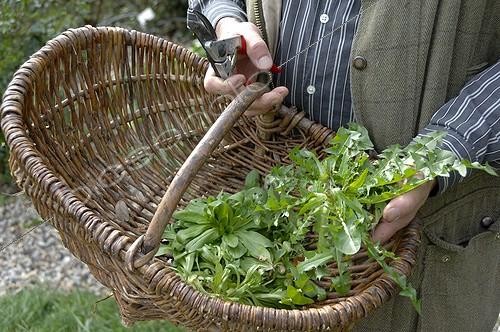 Biosphoto | 825879 | Harvest of of lamb's lettuce and dandelion in a garden | &copy; Alexandre Petzold / Biosphoto