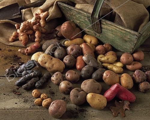 Biosphoto | 1206551 | Harvest of potatoes | &copy; Gilles Le Scanff & Joëlle-Caroline Mayer / Biosphoto