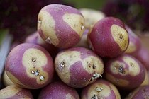 Biosphoto | 1818436 | Harvest of potatoes 'Oeil de Sologne' in a kitchen garden | &copy; Jean-Michel Groult / Biosphoto