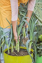 Biosphoto | 2452387 | Harvest of potted leeks grown on a terrace in October. | &copy; Jean-Michel Groult / Biosphoto
