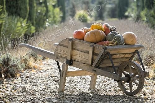 Biosphoto | 549297 | Harvest of pumpkins in a wheelbarrow in autumn | &copy; Philippe Giraud / Biosphoto