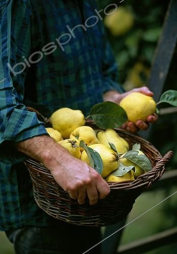 Biosphoto | 733726 | Harvest of quinces in a garden | &copy; Gilles Le Scanff & Joëlle-Caroline Mayer / Biosphoto