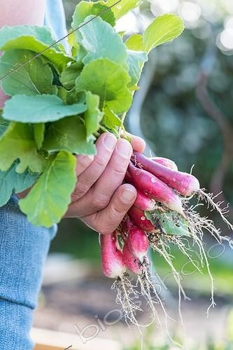 Biosphoto | 2070405 | Harvest of radishes in an organic vegetable garden | &copy; Yann Avril / Biosphoto