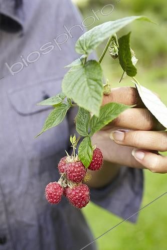 Biosphoto | 1818448 | Harvest of raspberries in a garden | &copy; Jean-Michel Groult / Biosphoto
