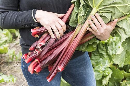 Biosphoto | 2125880 | Harvest of rhubarb in a kitchen garden | &copy; Yann Avril / Biosphoto