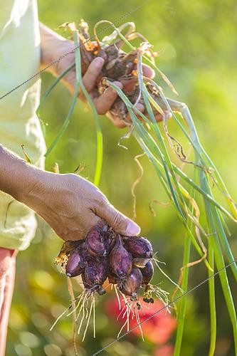 Biosphoto | 2431034 | Harvest of shallot 'Germor' | &copy; Jean-Michel Groult / Biosphoto