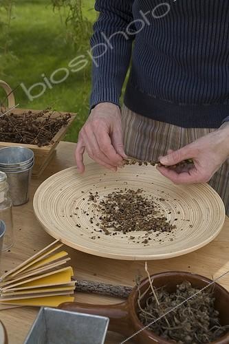 Biosphoto | 716481 | Harvest of Spanish flags seeds in a garden | &copy; NouN / Biosphoto