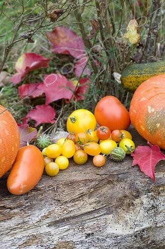 Biosphoto | 827431 | Harvest of squashs and tomatoes in a garden in autumn | &copy; Frédéric Didillon / Biosphoto