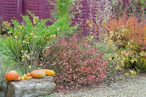 Biosphoto | 827427 | Harvest of squashs in a garden in autumn | &copy; Frédéric Didillon / Biosphoto