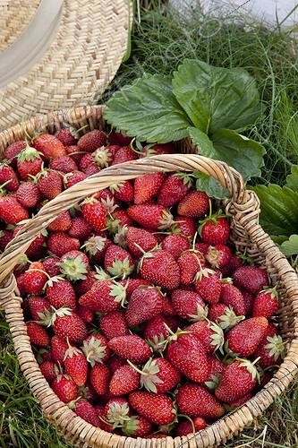 Biosphoto | 1637331 | Harvest of strawberries 'Ciflorette' in a garden | &copy; NouN / Biosphoto