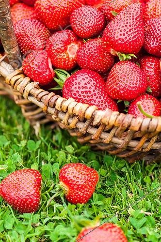 Biosphoto | 2011725 | Harvest of strawberries 'Darselect' in a garden | &copy; Yann Avril / Biosphoto
