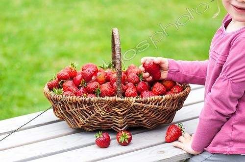 Biosphoto | 2012220 | Harvest of strawberries in a basket | &copy; Yann Avril / Biosphoto