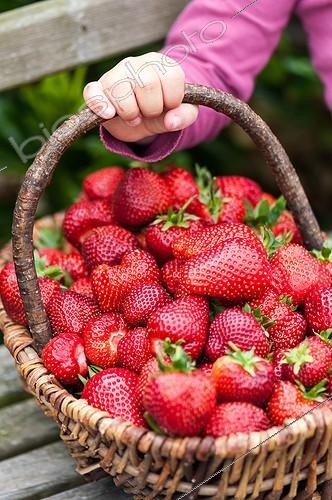 Biosphoto | 2012221 | Harvest of strawberries in a basket | &copy; Yann Avril / Biosphoto