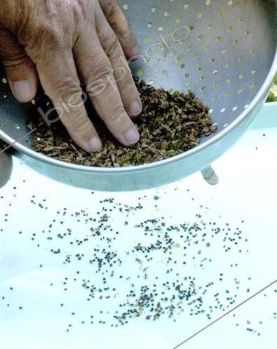 Biosphoto | 1636948 | Harvest of sweet basil seeds  | &copy; Lamontagne / Biosphoto