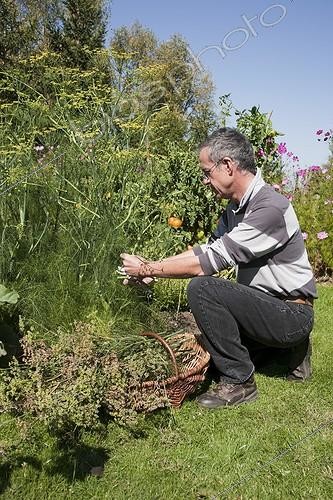 Biosphoto | 912127 | Harvest of sweet fennel seeds in a garden | &copy; NouN / Biosphoto