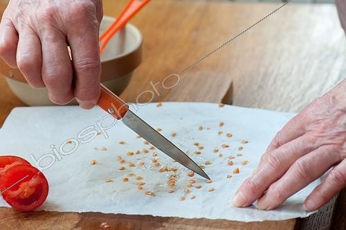 Biosphoto | 2019382 | Harvest of tomato seeds ; Discard tomato seeds with knife | &copy; Yann Avril / Biosphoto