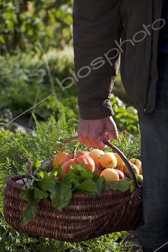 Biosphoto | 910700 | Harvest of tomatoes and vegetables in a kitchen garden | &copy; NouN / Biosphoto