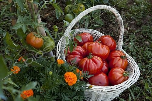 Biosphoto | 1366588 | Harvest of tomatoes 'Coeur de boeuf' in a kitchen garden | &copy; Philippe Giraud / Biosphoto