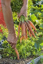 Biosphoto | 2459482 | Harvest of 'Touchon' carrots, a variety recognizable by its fine, tapered tip. | &copy; Jean-Michel Groult / Biosphoto