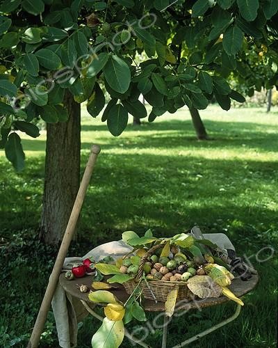 Biosphoto | 988484 | Harvest of walnuts in a garden | &copy; Gilles Le Scanff & Joëlle-Caroline Mayer / Biosphoto