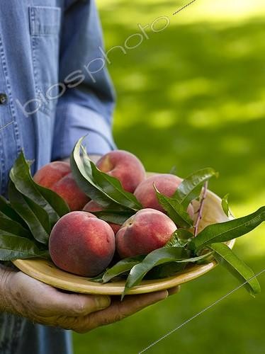 Biosphoto | 629657 | Harvest of white peaches | &copy; Gilles Le Scanff & Joëlle-Caroline Mayer / Biosphoto