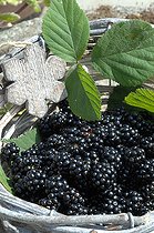 Biosphoto | 2073149 | Harvest of wild blackberries (Rubus fructicosus) in a basket | &copy; Catherine Fruhinsholz / Biosphoto