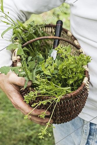 Biosphoto | 2434021 | Harvest of wild salad made from edible weeds | &copy; Jean-Michel Groult / Biosphoto