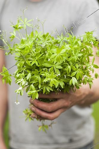 Biosphoto | 2431307 | Harvest of Woodruff (Galium odoratum). Its coumarin content perfumes many dishes, once dried. | &copy; Jean-Michel Groult / Biosphoto