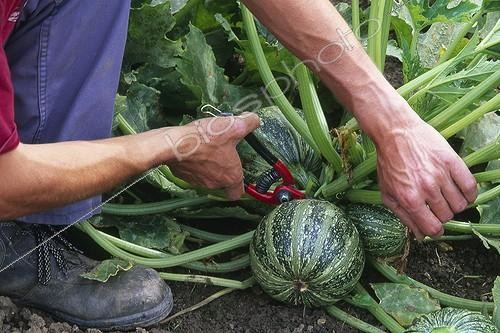 Biosphoto | 896908 | Harvest of zucchini 'Ronde de Nice' in a kitchen garden | &copy; Alexandre Petzold / Biosphoto