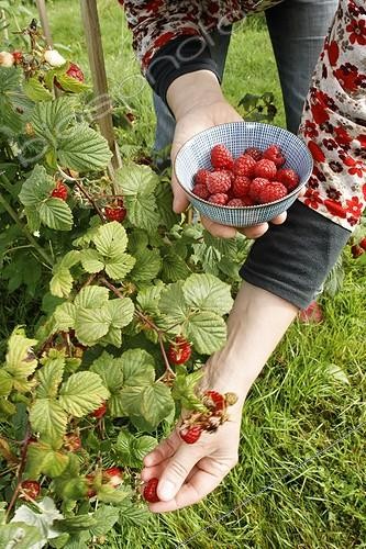 Biosphoto | 487991 | Harvest Rasberry Niniane Jardin la  Bouichère France ; Garden: Jardin aux plantes parfumées la Bouichère<br>Place: Limoux | &copy; Hervé Lenain & Marie-Pierre Samel / Biosphoto