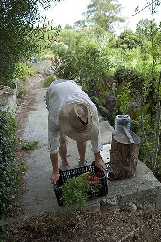 Biosphoto | 1200671 | Harvest vegetables in allotments in Marseille France | &copy; Philippe Giraud / Biosphoto