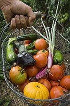 Biosphoto | 1127785 | Harvest vegetables in the garden in summer France  | &copy; Marc Chatelain / Biosphoto