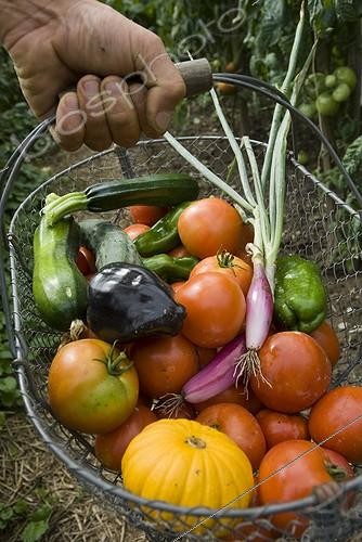 Biosphoto | 1127785 | Harvest vegetables in the garden in summer France  | &copy; Marc Chatelain / Biosphoto