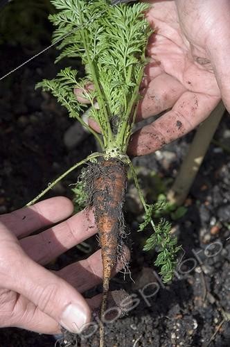 Biosphoto | 853372 | Harvesting a new carrot | &copy; Alexandre Petzold / Biosphoto