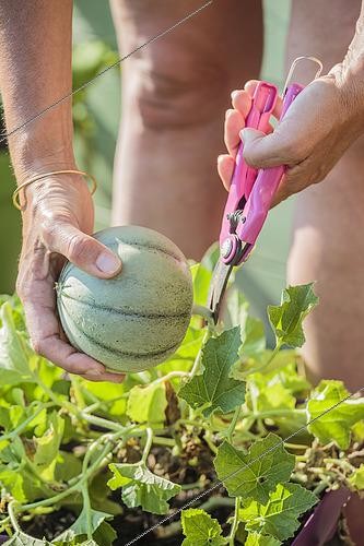 Biosphoto | 2431240 | Harvesting a potted melon | &copy; Jean-Michel Groult / Biosphoto