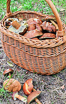 Biosphoto | 2609457 | Harvesting Bay Boletes (Imleria badia) in a wicker basket in a forest, Sarthe, Pays de la Loire, France | &copy; Michel Gile / Biosphoto